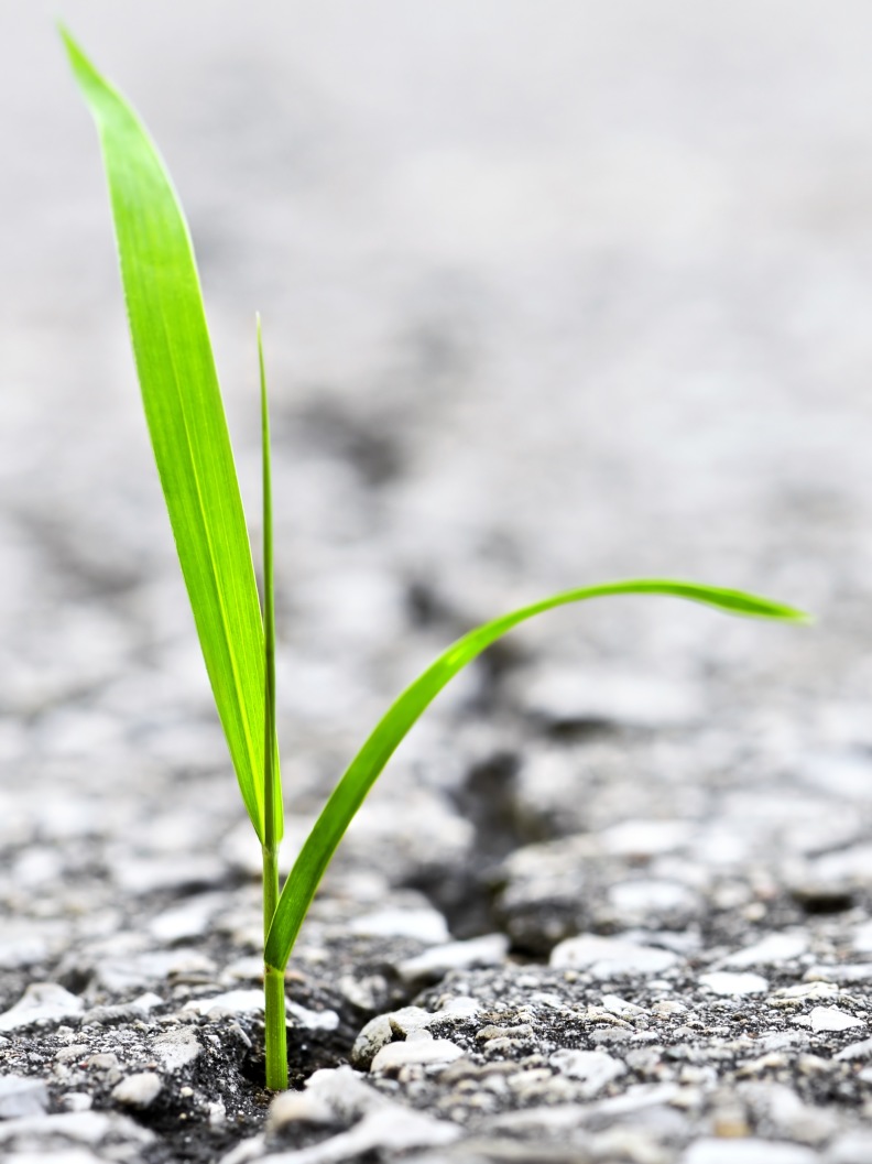 Grass grows through asphalt - overcome rigidity with body-oriented trauma therapy in Bonn Grass grows through asphalt - overcome rigidity with body-oriented trauma therapy in Bonn