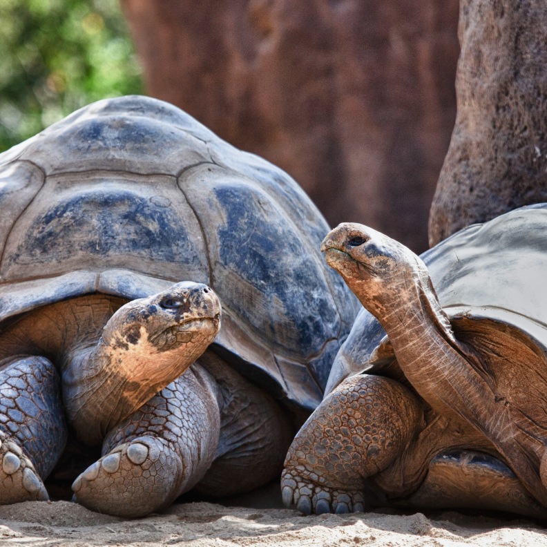 Tortoises - contact to life after isolation through trauma Tortoises - contact to life after isolation through trauma