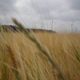 Wind und Park