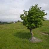 Cumbrien