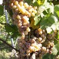 Spaziergang durch die Weinberge Neckarsulm (2006)
