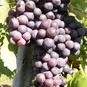 Spaziergang durch die Weinberge Neckarsulm (2006)