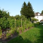 Blick auf den Weingarten
