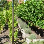 Lavendel verträgt sich gut mit den Rebstöcken