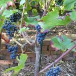 Cabernet cortis
