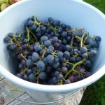 Cabernet cortis