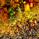 27 Strahlen aus Gold