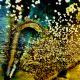112 Walking Stick frozen