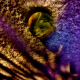 118 Traum Vision