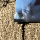  Schlosswald-Ausstellung © CarolaSchaal