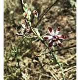 2024-06-16 (solange ich Menstruationsblut produziere, arbeite ich damit) Serie Ohrid See Nordmazedonien - techn. Support Richard Stöhr