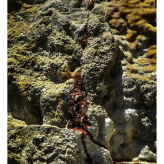 2024-06-16 (solange ich Menstruationsblut produziere, arbeite ich damit) Serie Ohrid See Nordmazedonien - techn. Support Richard Stöhr