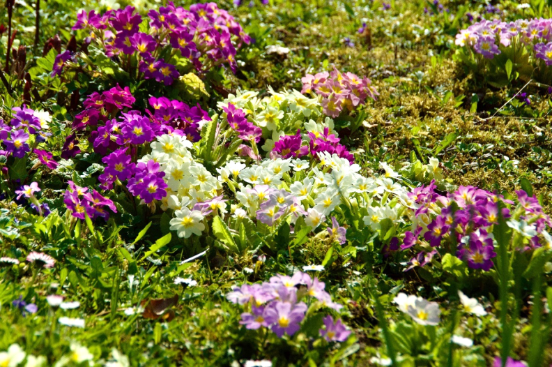 Frühlingskraft im Garten Frühlingskraft im Garten