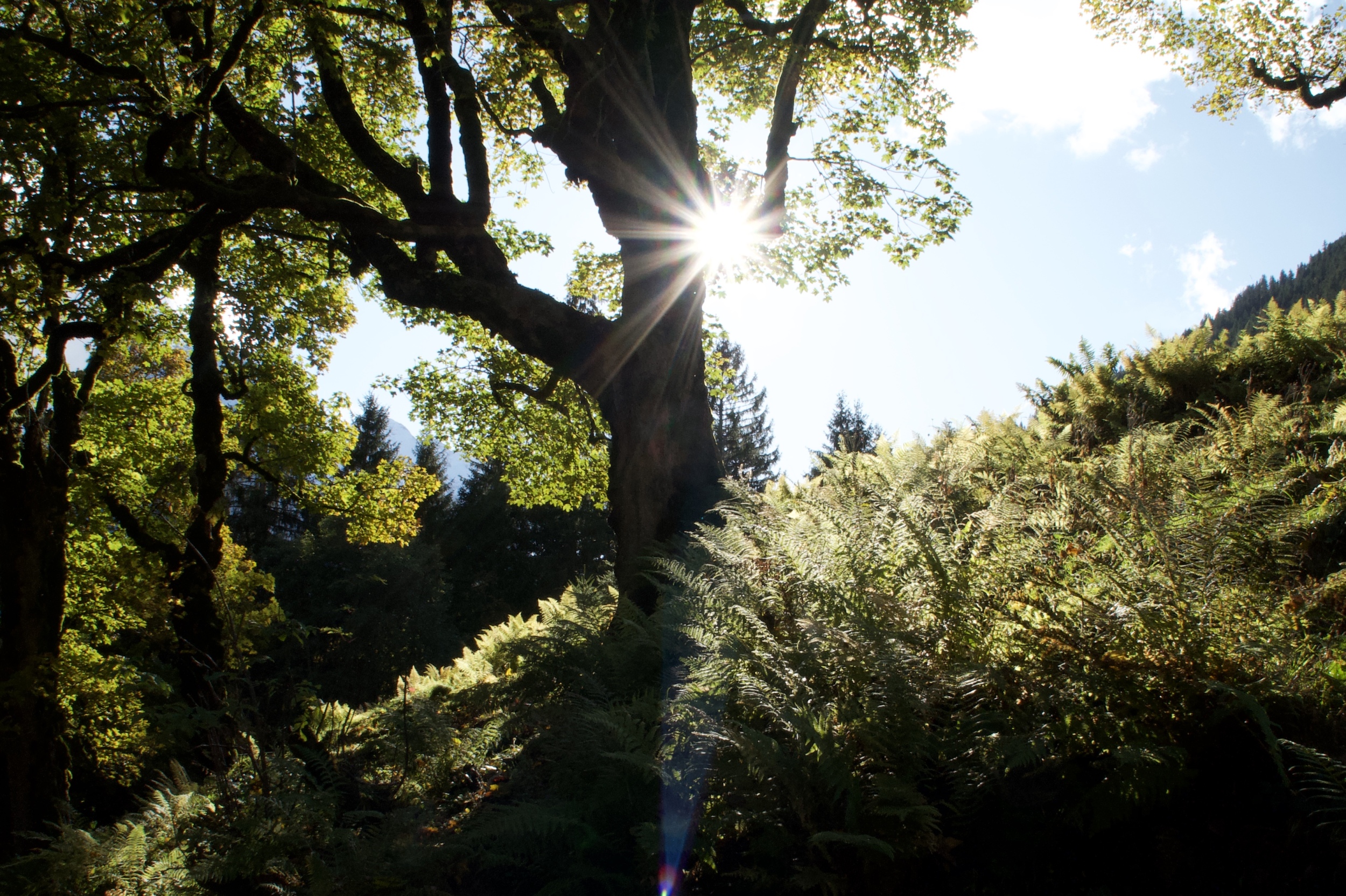 Herbstruf