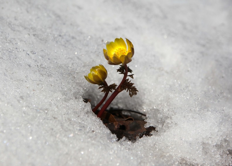 Blume im Schnee
